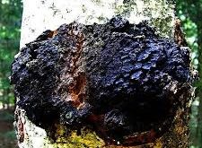 Chaga Pilz