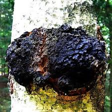 Chaga Pilz