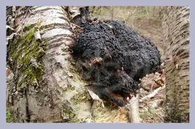 Chaga Pilz am Baum