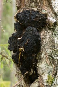 Chaga Pilz auf Birke