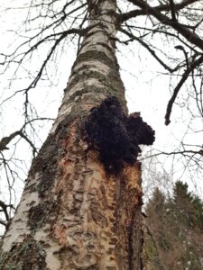 Chaga Pilz an einer Birke in Finnland