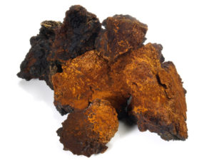 Chaga Pilz Brocken auf weissem Grund