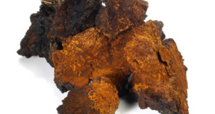 Chaga Pilz Brocken auf weissem Grund