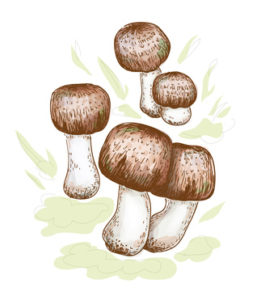 Agaricus blazei murill Illustration