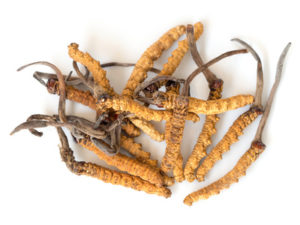 Ophiocordyceps sinensis auf weissem Grund