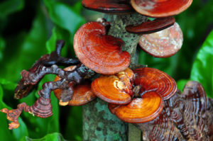 Vitalpilz Reishi am Baum