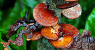 Vitalpilz Reishi am Baum