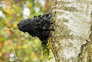 Chaga Pilz an der Birke