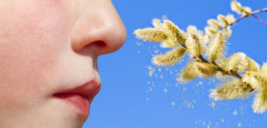 Pollen vor blauem Hintergrund