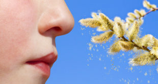 Pollen vor blauem Hintergrund